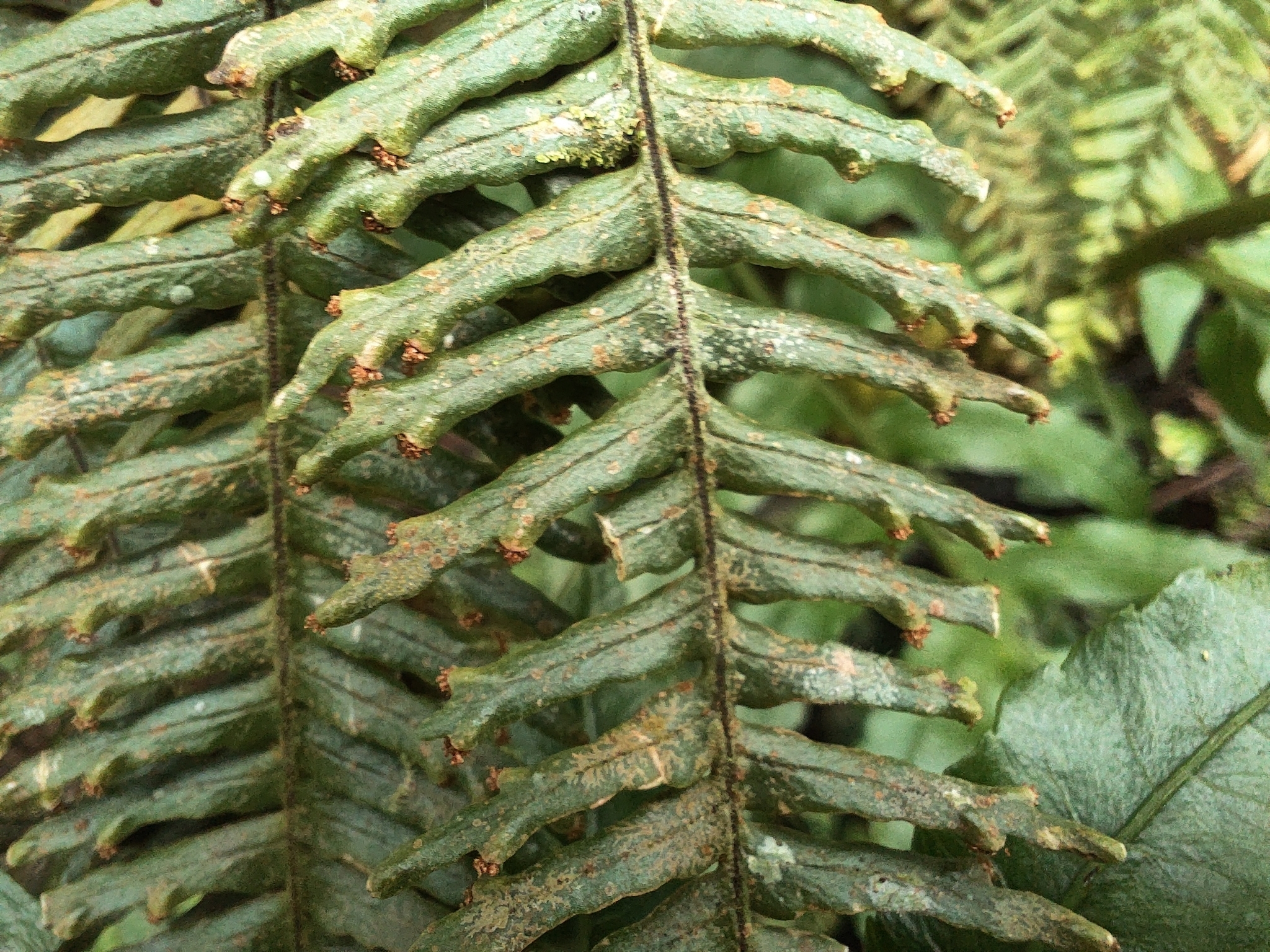 Prosaptia