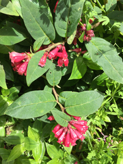 Cestrum fasciculatum