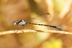 Argia alberta