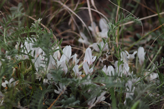 Astragalus testiculatus