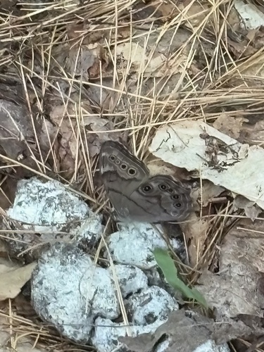 Northern Pearly-eye