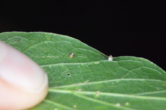 Celticecis cupiformis