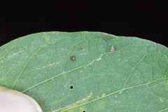 Celticecis cupiformis