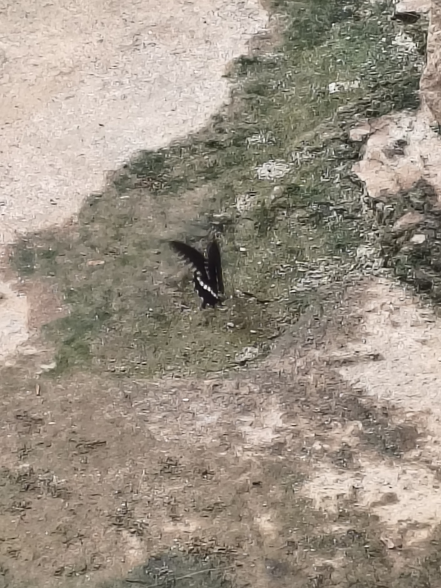 Common Mormon
