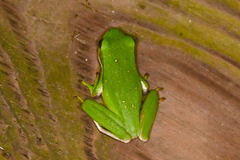 Hyla cinerea