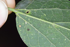 Celticecis cupiformis