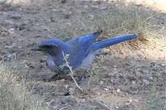 Aphelocoma woodhouseii woodhouseii