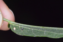 Celticecis cupiformis