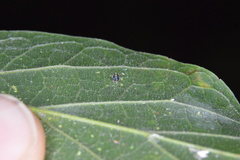 Celticecis cupiformis