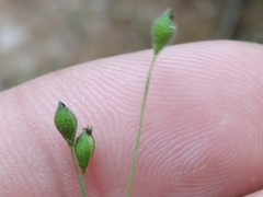 Kellochloa brachyantha