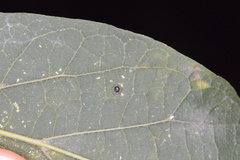 Celticecis cupiformis