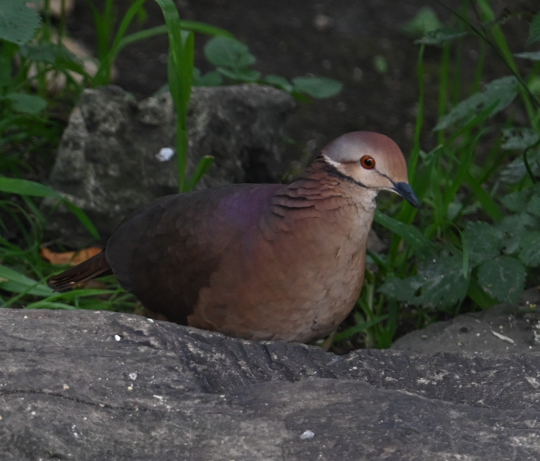 Lined Quail-Dove (Zentrygon linearis), photo 10