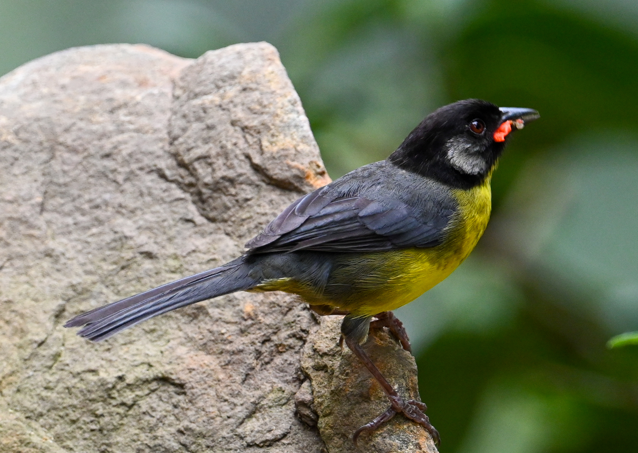 Santa Marta Brushfinch (Atlapetes melanocephalus), photo 9