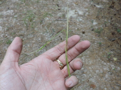 Kellochloa brachyantha