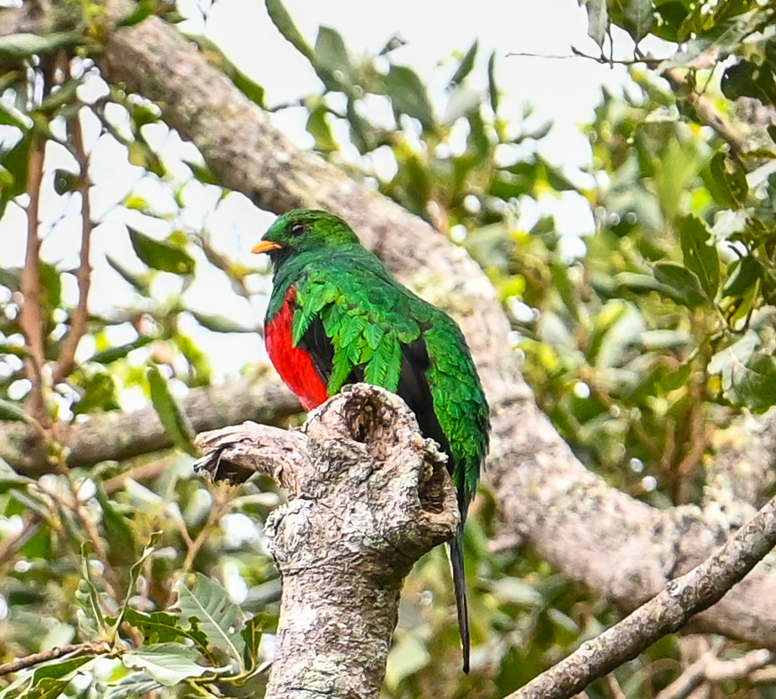 White-tipped Quetzal (Pharomachrus fulgidus), photo 6