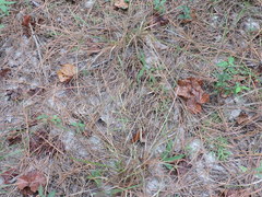 Kellochloa brachyantha