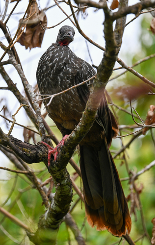 Band-tailed Guan (Penelope argyrotis), photo 9