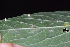 Celticecis cupiformis