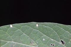 Celticecis cupiformis