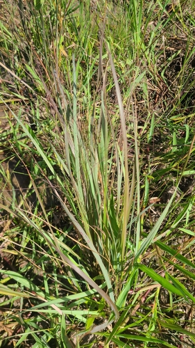 Eragrostis silveana iNat (2)