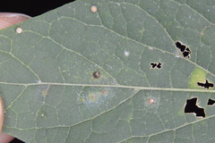 Celticecis cupiformis