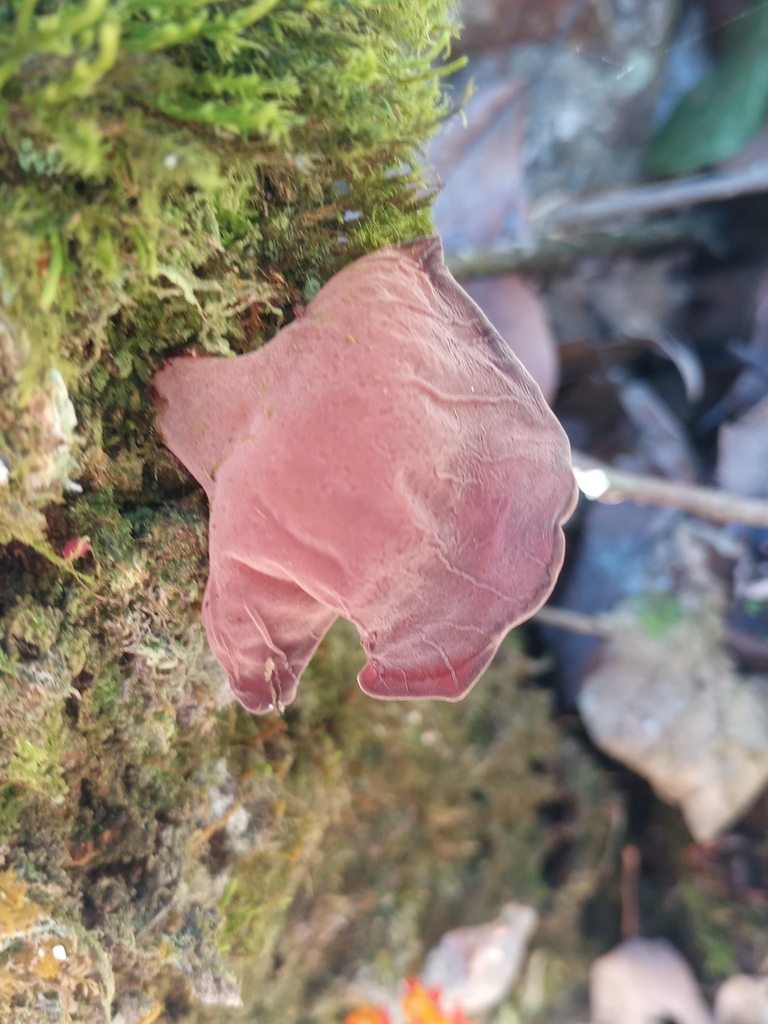 Auricularia fuscosuccinea · June 2025 · photo: © ronyristow (iNaturalist, cc-by)