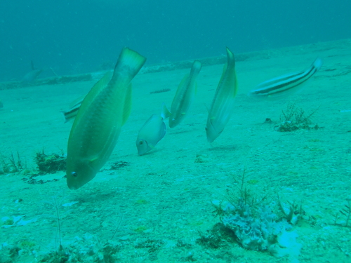 Photo of Princess parrotfish (Scarus taeniopterus)