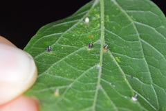 Celticecis cupiformis