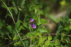 Lathyrus humilis