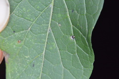 Celticecis cupiformis