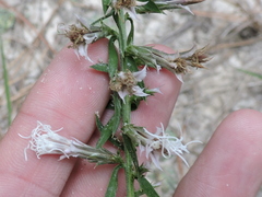 Liatris hesperelegans