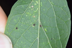 Celticecis cupiformis