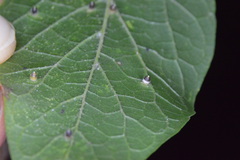 Celticecis cupiformis