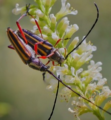 Sphaenothecus bilineatus