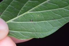 Celticecis cupiformis