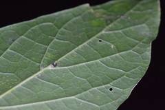 Celticecis cupiformis