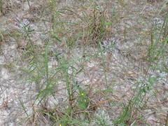 Liatris hesperelegans