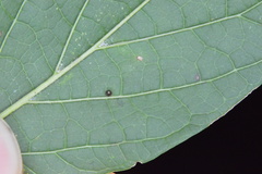 Celticecis cupiformis