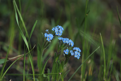 Myosotis imitata