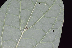 Celticecis cupiformis