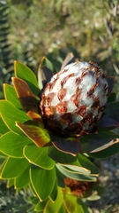 Leucadendron daphnoides