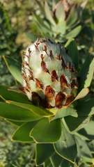 Leucadendron daphnoides