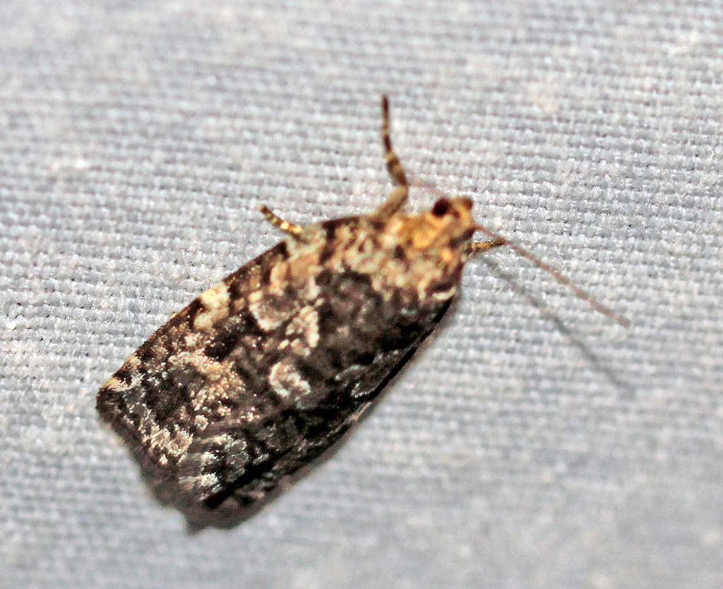 Spruce Budworm Moth