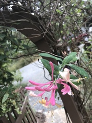 Lonicera sempervirens