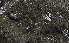 Corvus capensis capensis