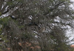Corvus capensis capensis