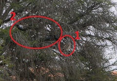 Corvus capensis capensis