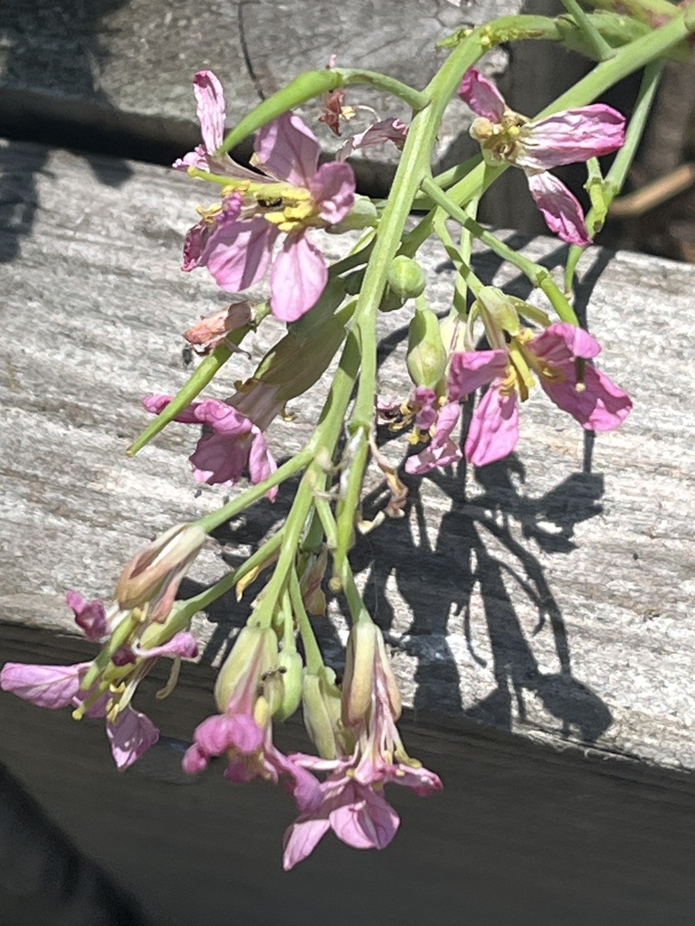 Raphanus sativus