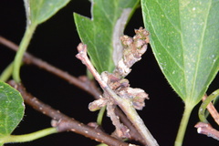 Aceria celtis
