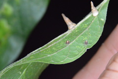 Celticecis cupiformis